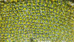 Claopodium bolanderi