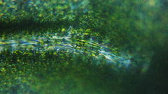 Claopodium bolanderi