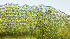 Claopodium bolanderi