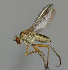 Helichochaetus discifer