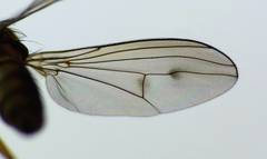 Helichochaetus discifer