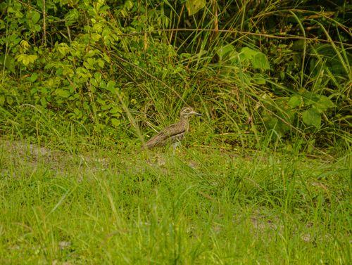 Water Thick-knee