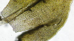 Claopodium crispifolium