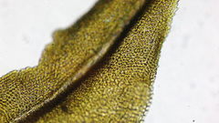 Claopodium crispifolium