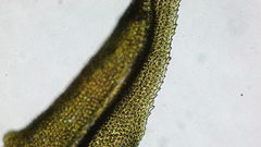 Claopodium crispifolium