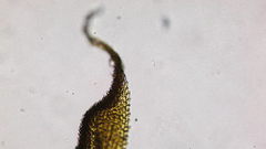 Claopodium crispifolium