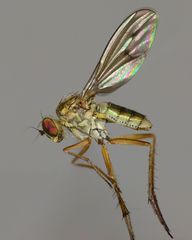 Helichochaetus discifer