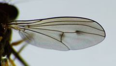 Helichochaetus discifer