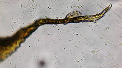 Claopodium crispifolium