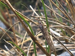 Limnephilus sericeus