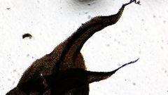 Claopodium crispifolium