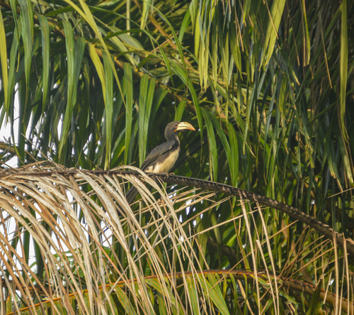 Congo Pied Hornbill