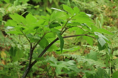 Angelica ursina