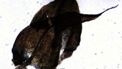 Claopodium crispifolium