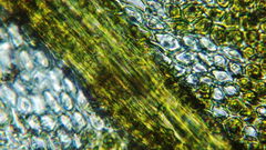 Claopodium crispifolium