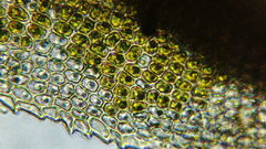 Claopodium crispifolium