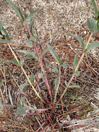 Scarlet Bugler foliage