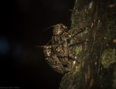 Prosoplus mediofasciatus