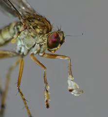 Helichochaetus discifer