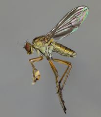 Helichochaetus discifer