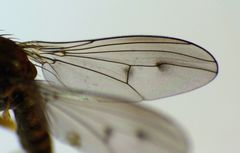 Helichochaetus discifer