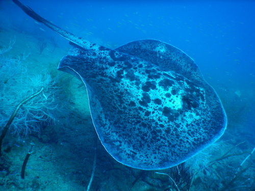 Marble Ray
