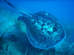 Marble Ray
