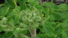 Angelica hirsutiflora