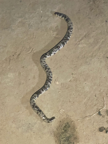 Zambezi Blind Snake