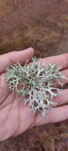 Oakmoss