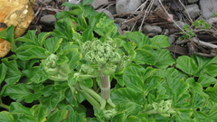 Angelica hirsutiflora