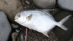 Trachinotus