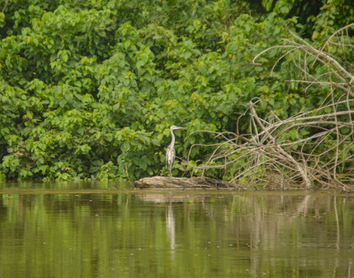 Grey Heron
