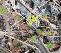 Phyllanthus pentaphyllus floridanus