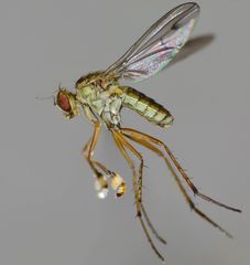 Helichochaetus discifer