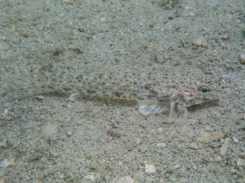 Orangespotted Sandgoby