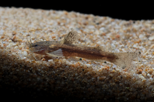 Akysis maculipinnis