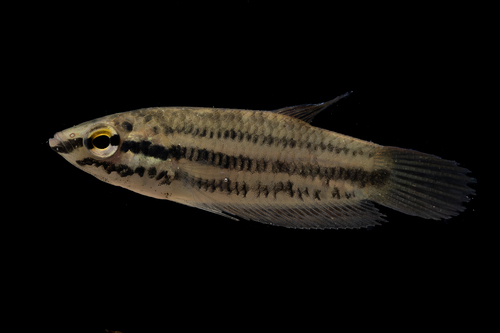 Prima fighter (Betta prima) — Osphronemidae — 5