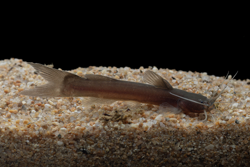 Mekong torrent catfish (Amblyceps foratum) — Amblycipitidae