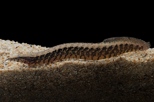 Belted spiny eel (Macrognathus circumcinctus) — Mastacembelidae — 4