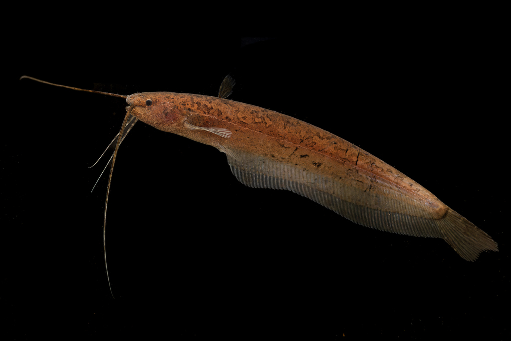 Silurichthys schneideri