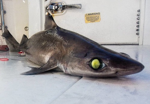 Little gulper shark (Centrophorus uyato) — Centrophoridae — 2