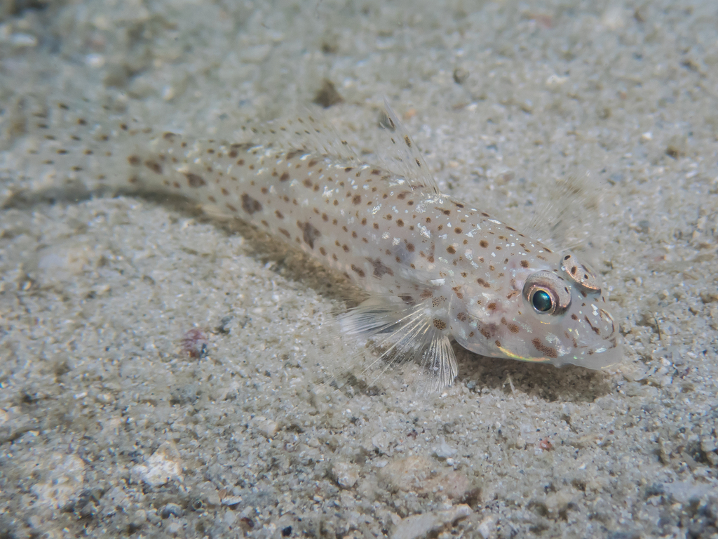 Brown-barred sandgoby (Istigobius rigilius) — Gobiidae