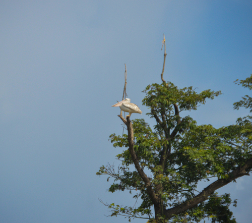 Pink-backed Pelican