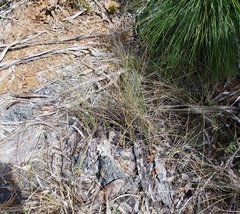 Paspalum monostachyum