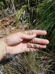 Paspalum monostachyum
