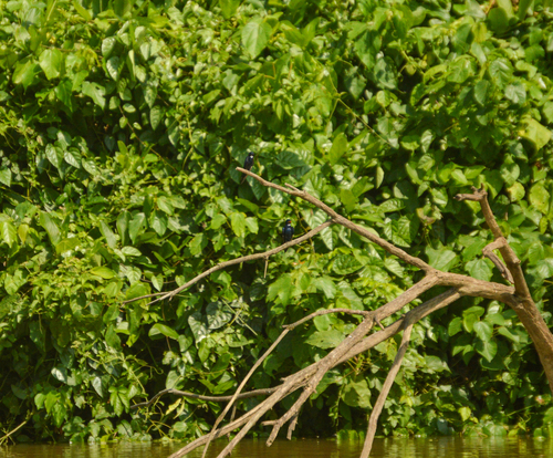 White-throated Blue Swallow