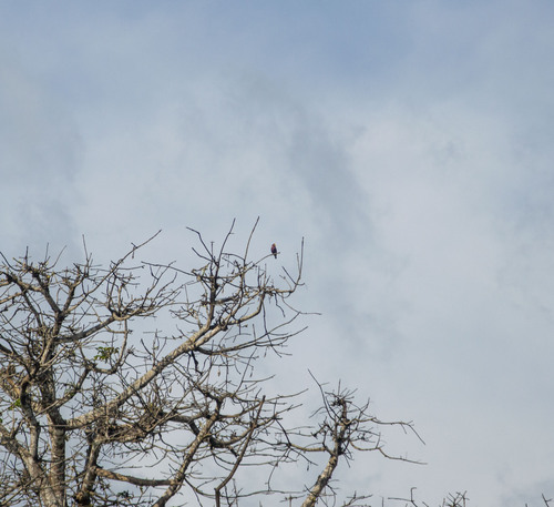 Broad-billed Roller