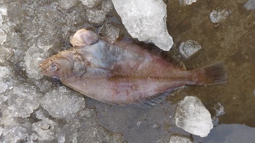 Sohachi-bot (Cleisthenes herzensteini) — Pleuronectidae — 3