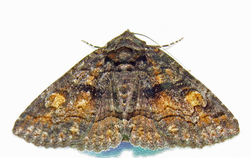 Bethune's Zale Moth photo 4
